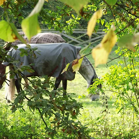 Hotell Herrenhaus Borghorst 5*